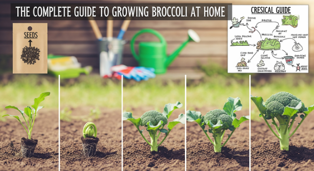 The Complete Guide to Growing Broccoli at Home