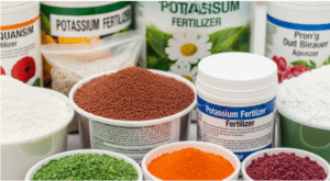 Potassium Fertilizers