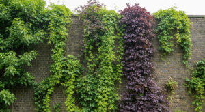 Climbers and Vines: Vertical Interest