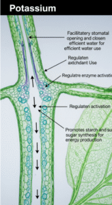 Functions of Potassium in Plants