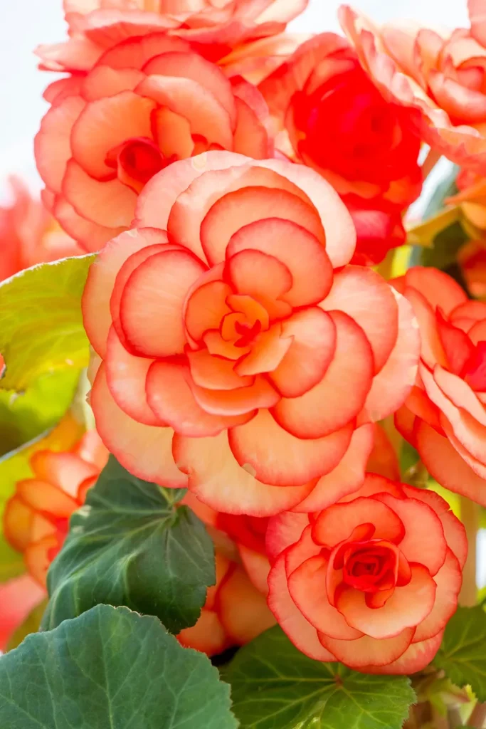 Begonias plants for gifts
