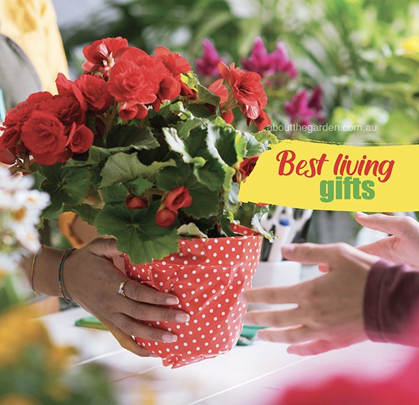 Best Flowering Plants for Gifts