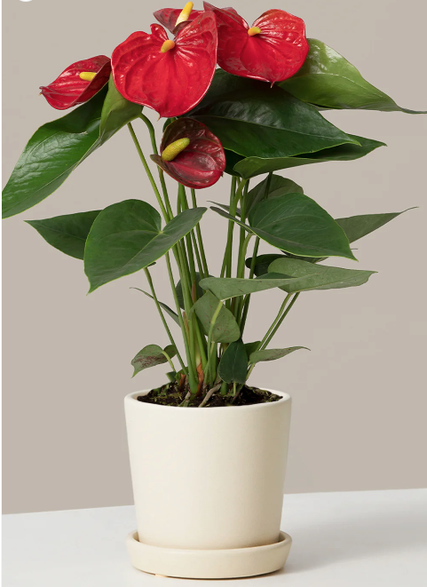 Red Anthurium