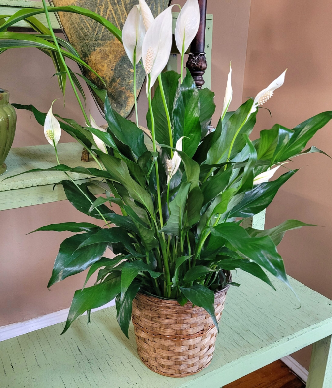 Spathiphyllum (Peace Lily Plant)