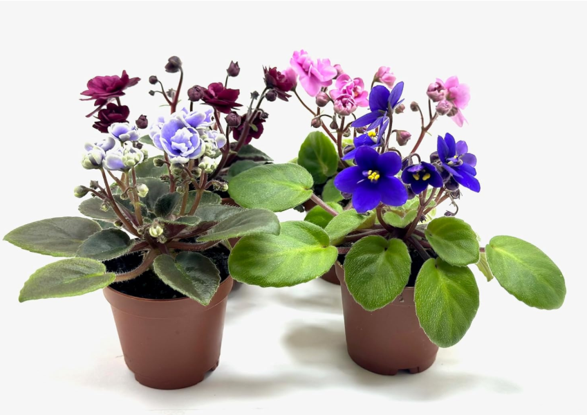 African Violets