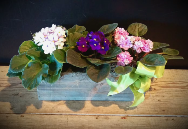 African Violets