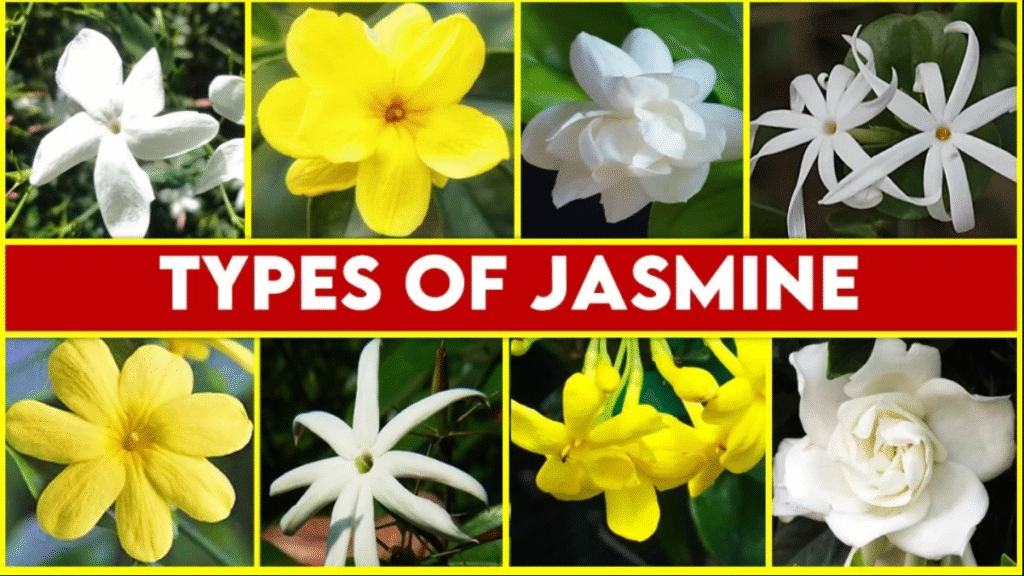 Types Of Jasmine