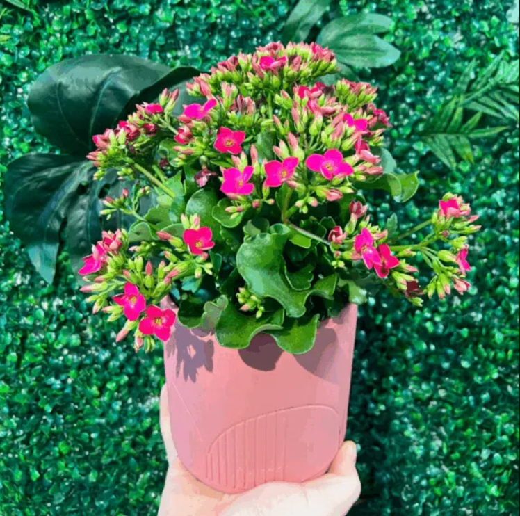Kalanchoe