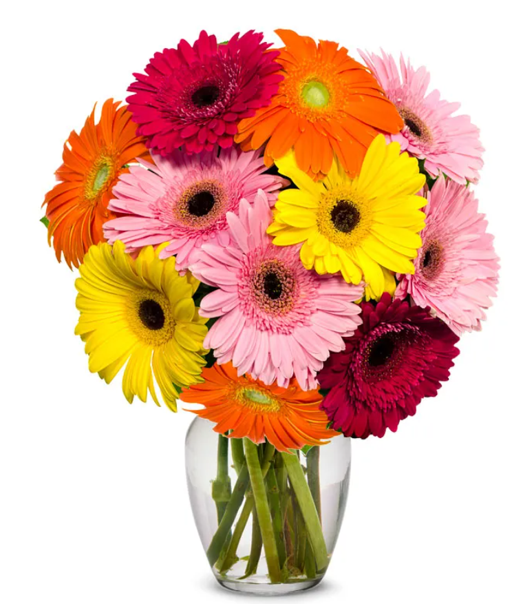 Gerbera Daisies