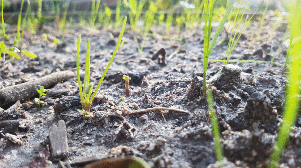 Climate Change Side Effects on Plants & Crops