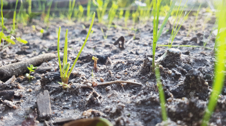 Climate Change Side Effects on Plants & Crops